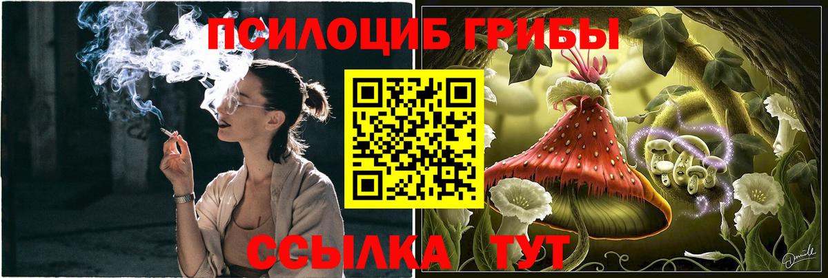 Галлюциногенные грибы Psilocybine cubensis Северск